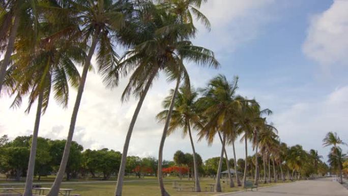 棕榈树的迈阿密夏季场景