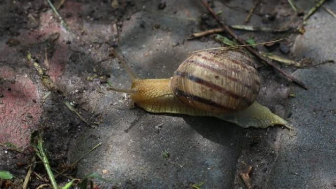 更多的蜗牛Achatina，棕色的壳和触手在公园的干燥地面上爬行