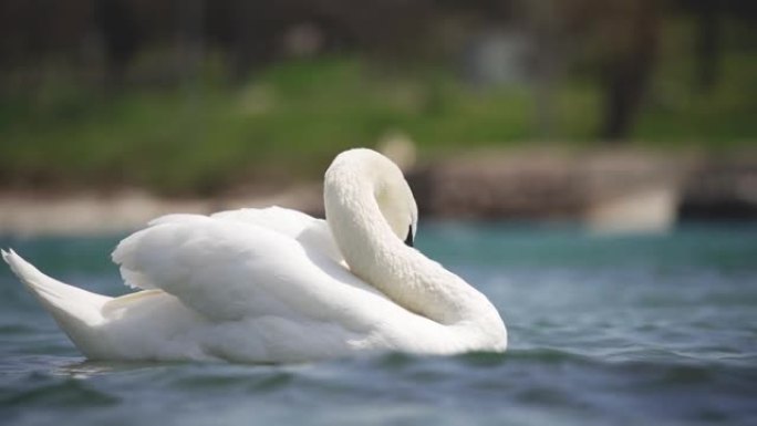 白天鹅在湖里游泳。特写白天鹅在湖中游泳的镜头。