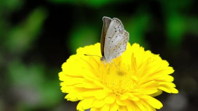 一只吸食花蜜的小灰蝶