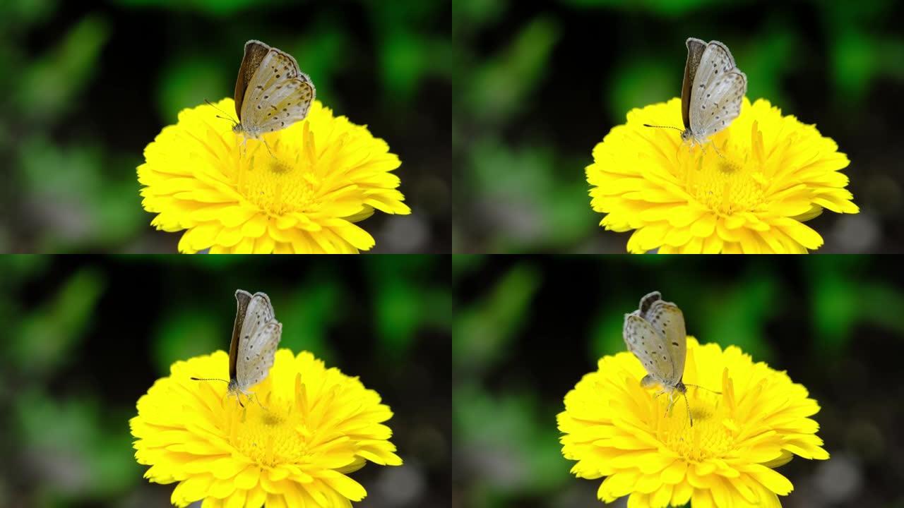 一只吸食花蜜的小灰蝶