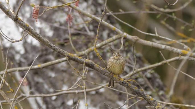 Yellowhammer (Emberiza citrinella) 在春天，白俄罗斯