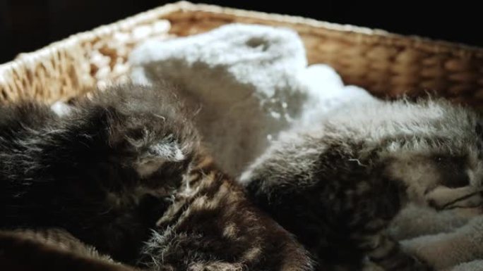 慢动作和特写镜头的小新生灰色小猫睡在篮子里