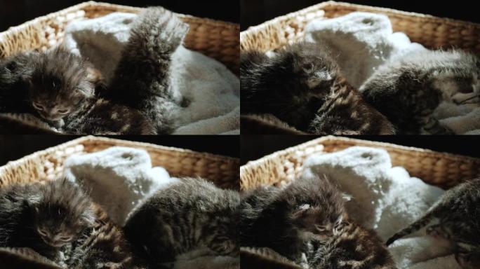 慢动作和特写镜头的小新生灰色小猫睡在篮子里