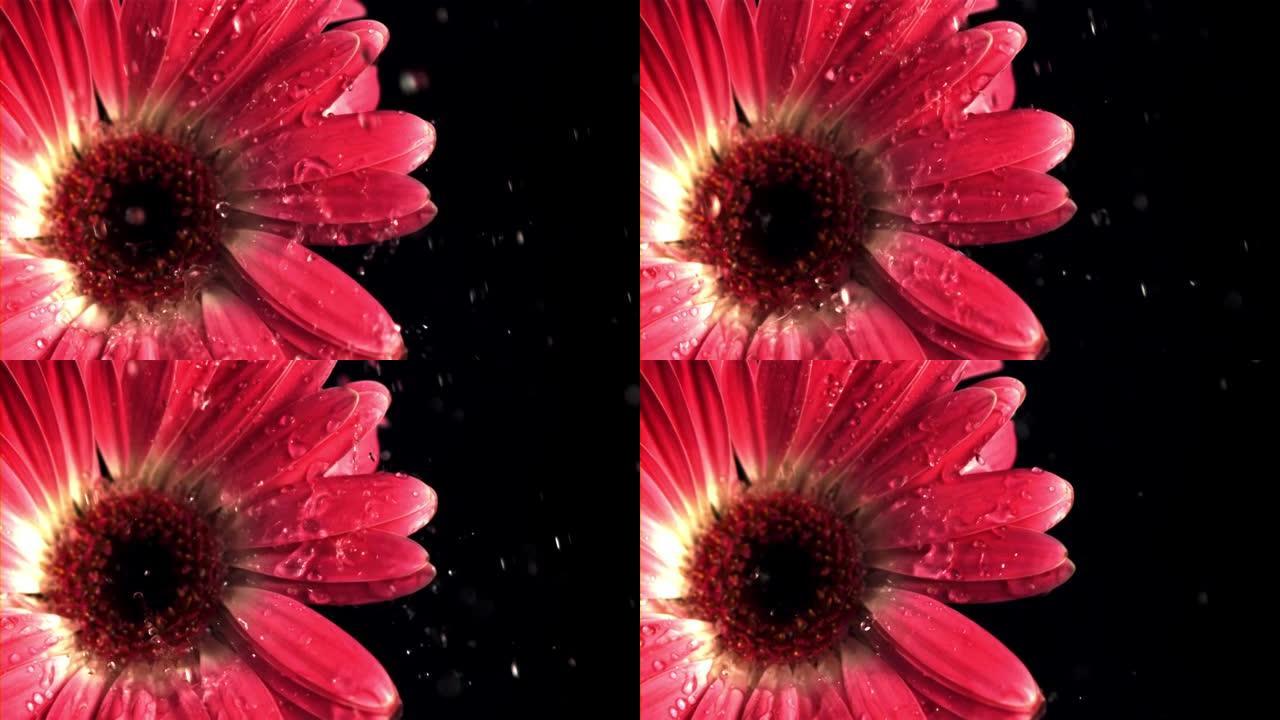 超级慢动作在花gerber落水飞溅。以1000 fps的高速相机拍摄。