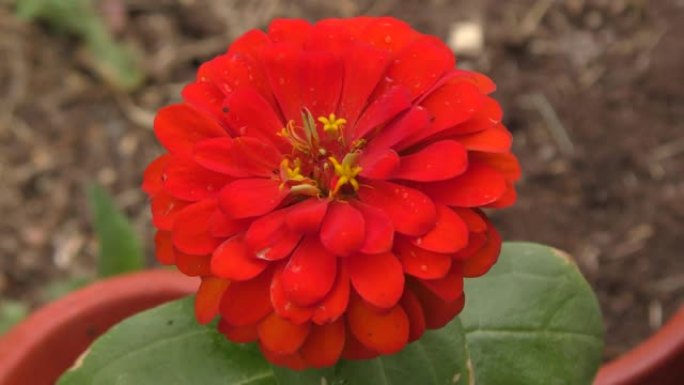 百日草花 (拉丁语.Zinnia)