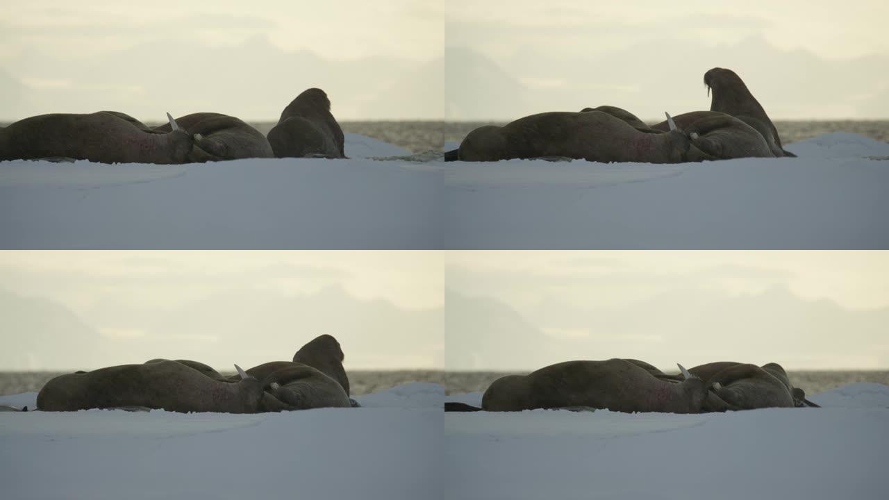 在斯瓦尔巴群岛海岸放松的海象