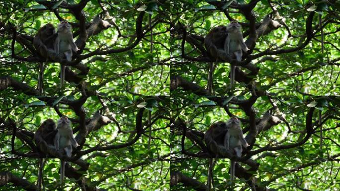 猴子有助于在红树林中抓挠伴侣的身体发痒