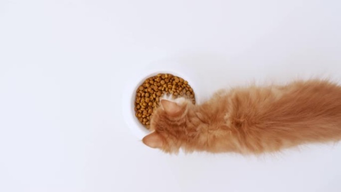 生姜小猫吃新鲜的干猫粮给小猫吃。红猫从一盘食物中吃东西。为小猫食品做广告。慢动作