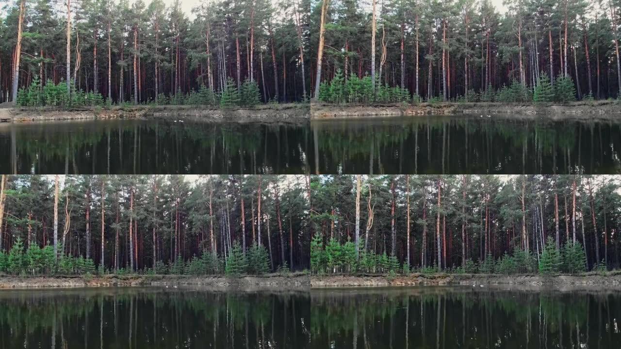 直升机在一个有湖的公园里低空飞过水面，飞向野鸭，水中出现了一片有针叶树的森林。特写。无人机视频