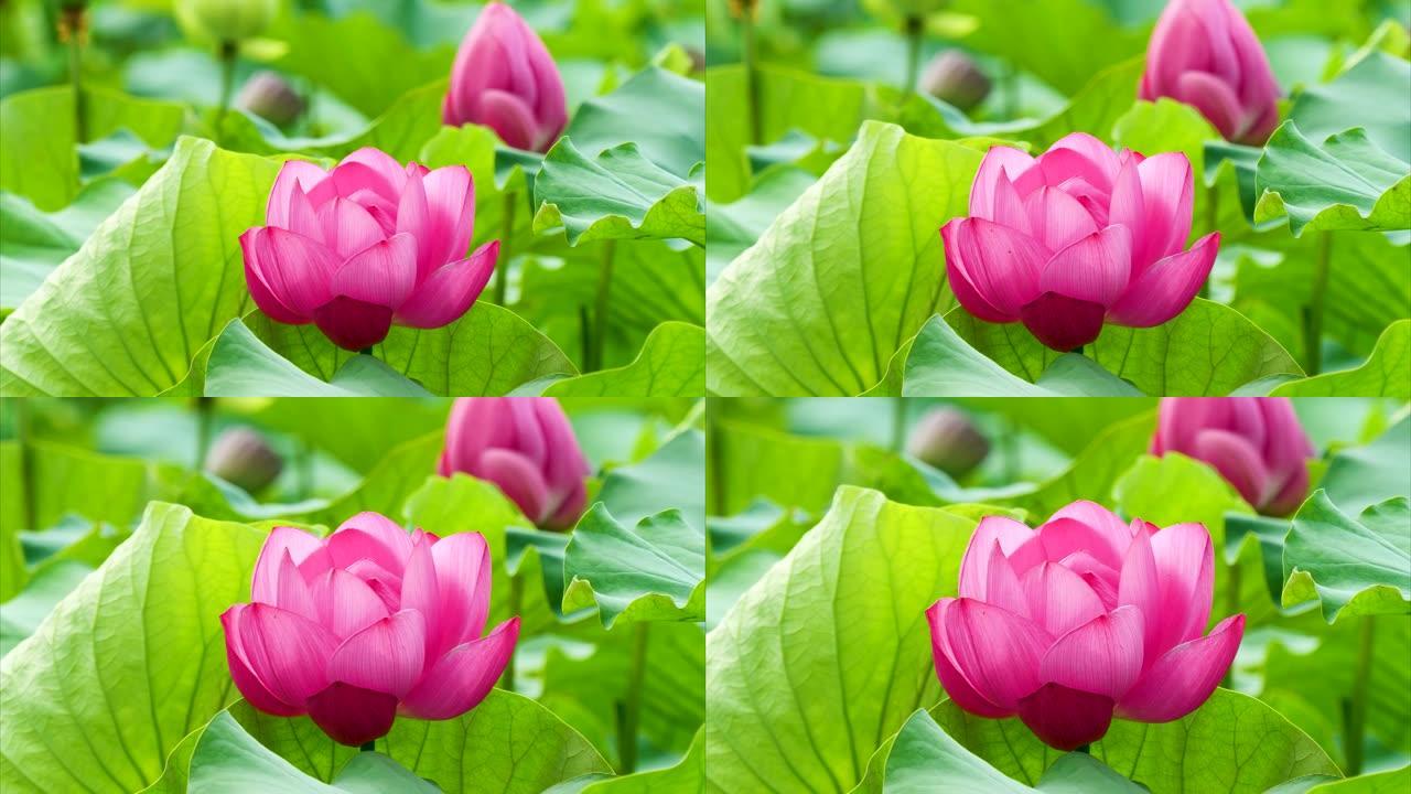 美丽的莲花在风中摇摆，粉红色的花朵，绿叶和芽背景，特写镜头，4k镜头，b卷镜头放大效果。