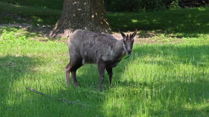 Apennine chamois，Rupicapra pyrenaica ornata，居住在意大利