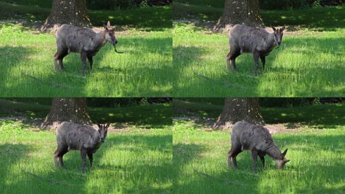 Apennine chamois，Rupicapra pyrenaica ornata，居住在意大利