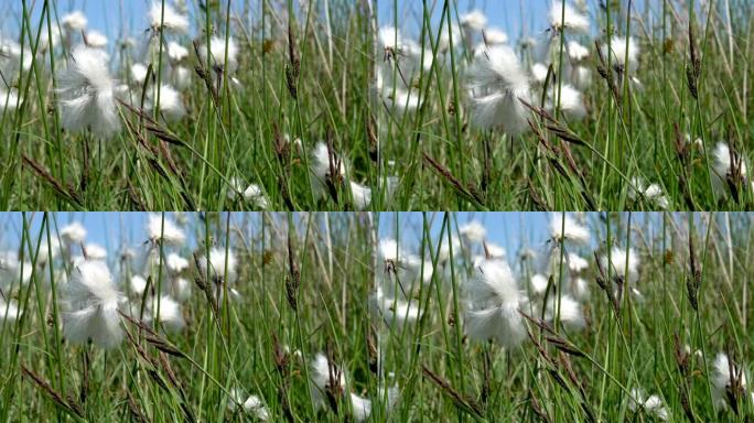 高尔半岛的沼泽和沼泽上生长的白色棉草的4k镜头