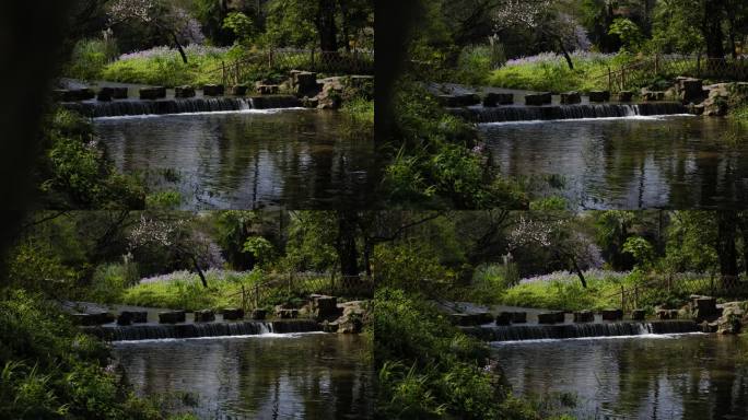 杭州西湖春天公园兰花盛开的瀑布
