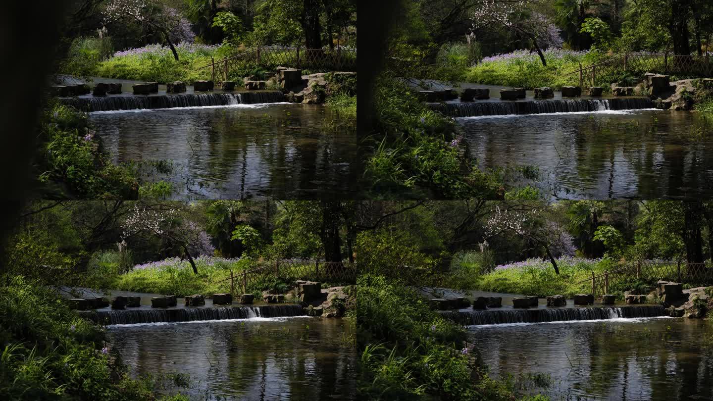 杭州西湖春天公园兰花盛开的瀑布