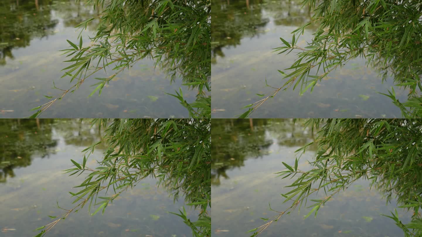 湖边清新竹子