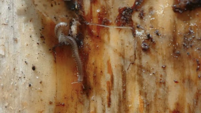 在爱沙尼亚的木头上爬行的小千足虫