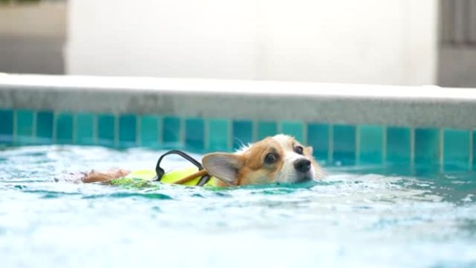 小柯基犬在游泳池玩耍