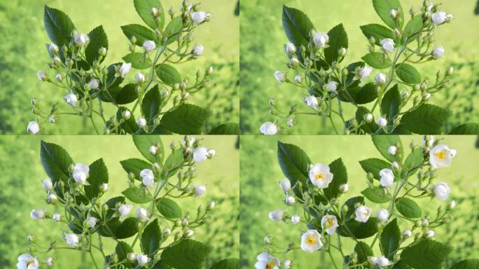 白色 蔷薇 七姊妹 月季 玫瑰 延时摄影