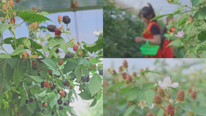 树莓 树莓基地 绿色食品 水果