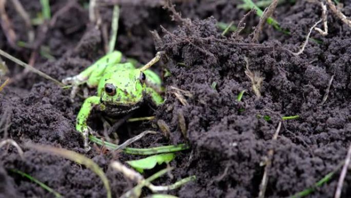 土壤上雨季的青蛙