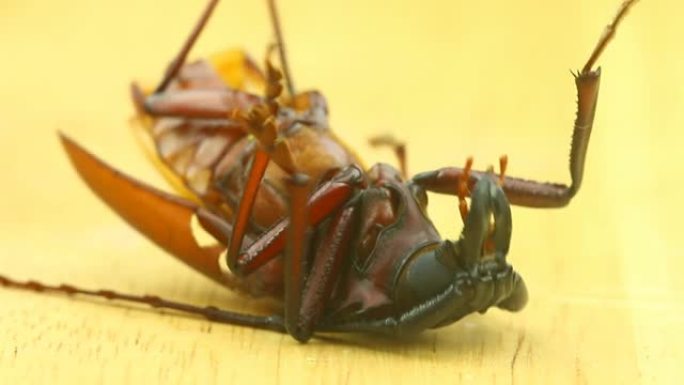 长角甲虫死在地面上