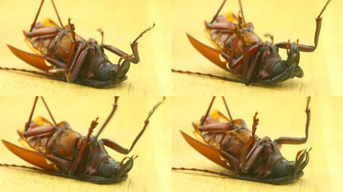 长角甲虫死在地面上
