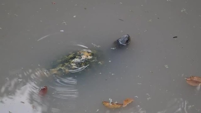 天然海龟在天然运河中游泳