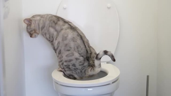 人类厕所上的银斑孟加拉猫，关闭宠物垃圾