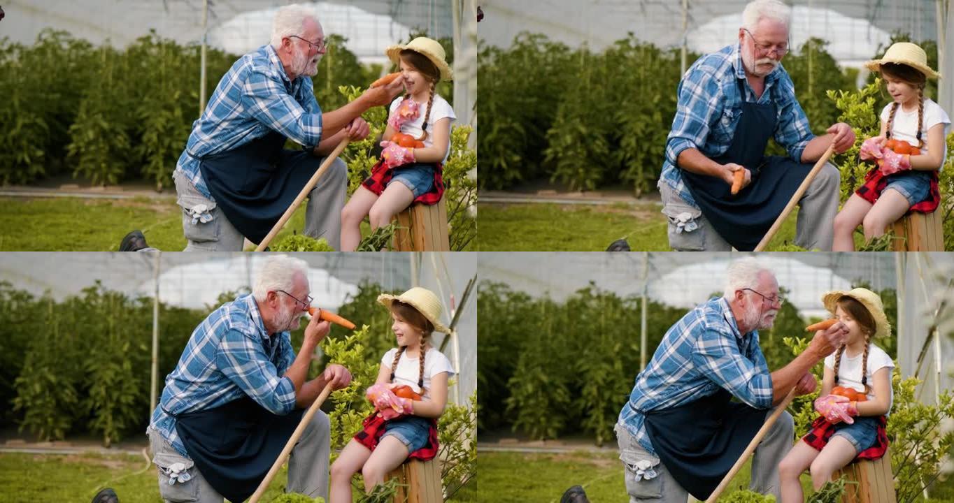 爷爷在村里的温室里把胡萝卜放在鼻子里，让小女孩笑了
