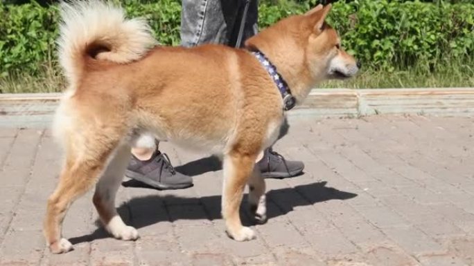 赤芝犬与主人在夏季公园散步