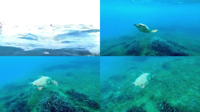 4k视频一只小海龟在希腊扎金索斯岛附近的爱奥尼亚海游泳