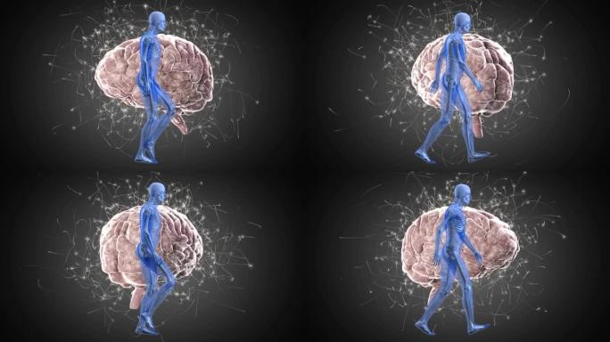 在灰色背景上旋转的人体模型在人脑中行走的数字动画