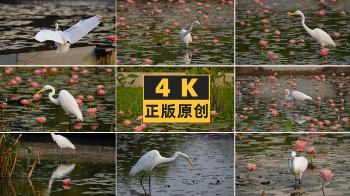 睡莲池塘里的白鹭在觅食4K