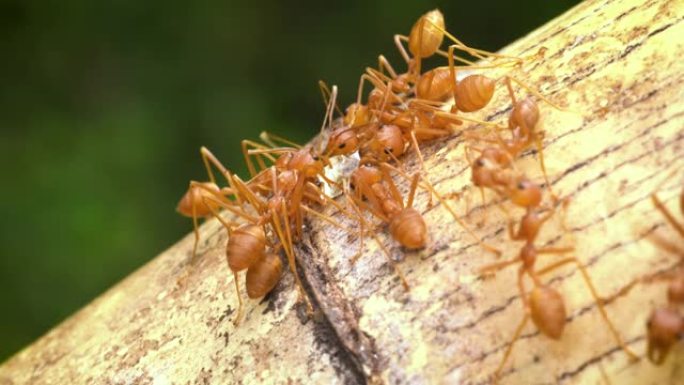 蚂蚁特写蚂蚁