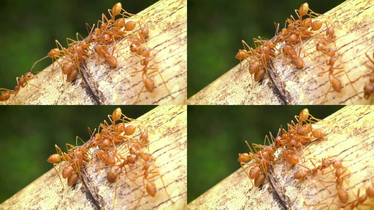 蚂蚁特写蚂蚁