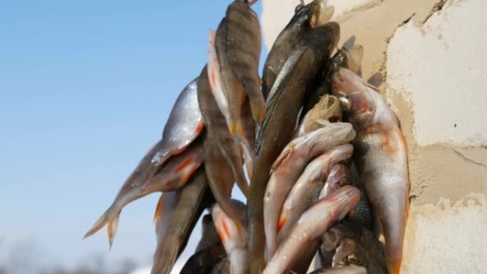 被捕获的淡水鱼用红色的鳍挂在外面的绳子上干