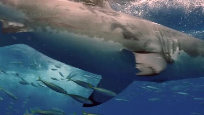 瓜德罗普岛水下一条大白鲨的慢动作特写。