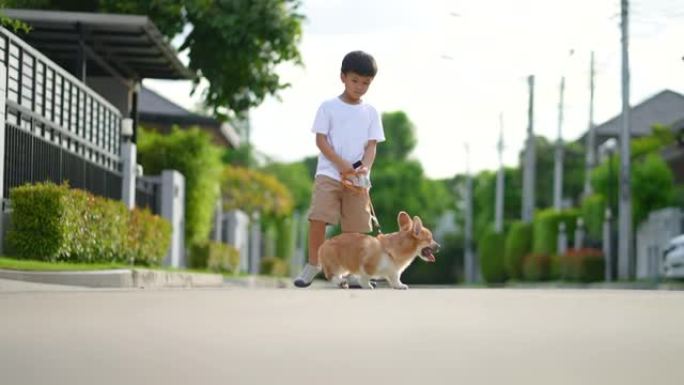 亚洲男孩带着他的柯基犬在家里散步
