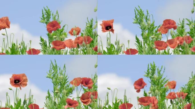 蓝天背景下野生自然中的红色罂粟花，特写。绿色田野上美丽的野花在阳光下盛开。风使罂粟花飘动。纪念日概念