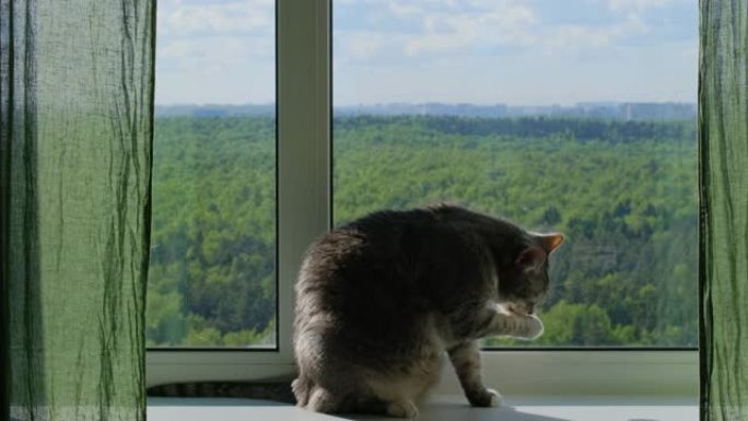 猫在窗台上舔自己，看着窗外绿色的夏日树木