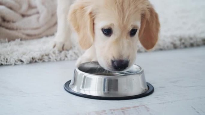 寻回犬小狗饮用水