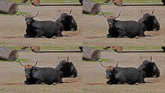 Aurochs，Bos primigenius taurus在德国公园-国内高地牛
