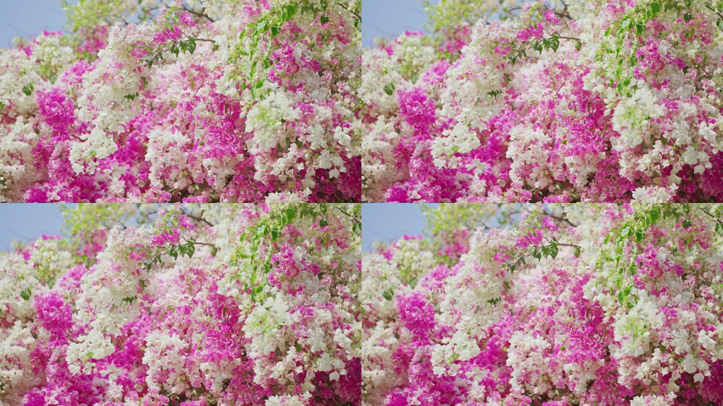 粉白色三角梅花树繁茂 花枝招展