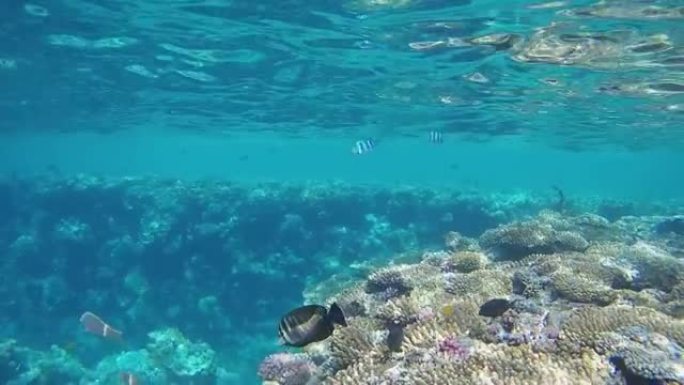埃及。红海。水下视频拍摄。许多不同种类的鱼类沿着海岸线在珊瑚附近游泳。GoPro