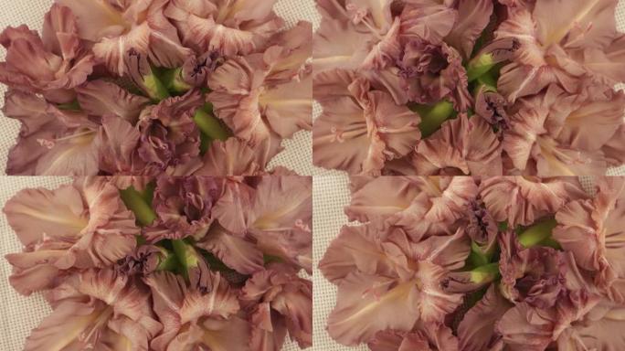 粉色唐菖蒲的花