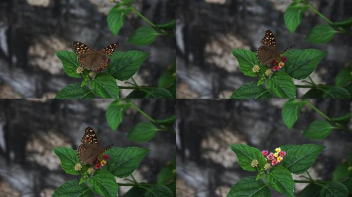 蝴蝶在晨间花园里飞翔。