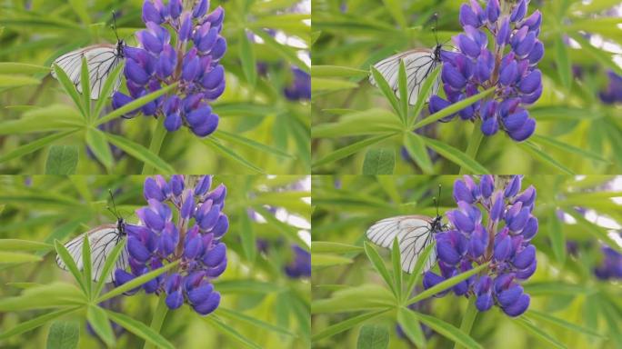 紫色羽扇形花上的白色蝴蝶在晴天收集花蜜。