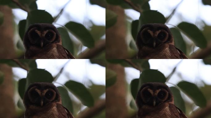 猫头鹰的眼睛特写镜头